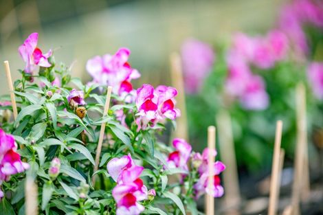 Photo of property in 5 Winning Terrace, Dinsdale, Hamilton, 3204