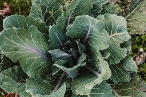 Photo of property in 17 Pekanga Drive, Fox Glacier, 7886