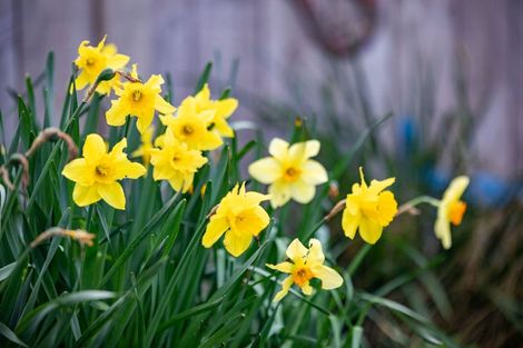 Photo of property in 33 Grace Avenue, Rototuna North, Hamilton, 3210