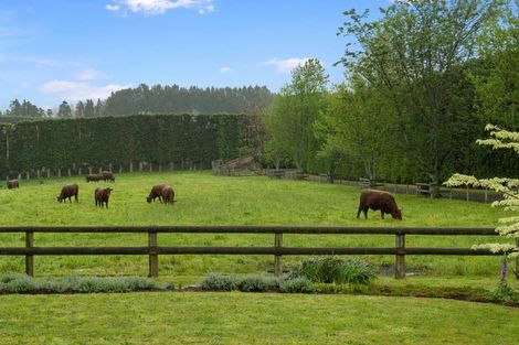 Photo of property in 386 Wainui Road South, Whakamarama, Katikati, 3181