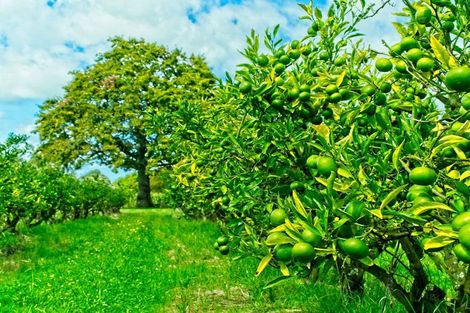 Photo of property in 134 Kaimoe Road, Patutahi, Gisborne, 4072