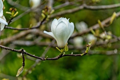 Photo of property in 135a Upper Harbour Drive, Greenhithe, Auckland, 0632