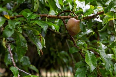 Photo of property in 219 Ahu Ahu Road, Kaitake, New Plymouth, 4374