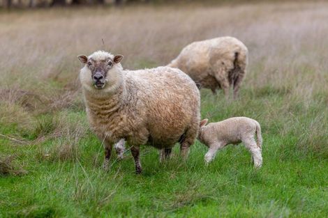 Photo of property in 244 Neal Road, Spring Creek, Blenheim, 7273