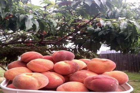 Photo of property in 24 Date Crescent, Aidanfield, Christchurch, 8025