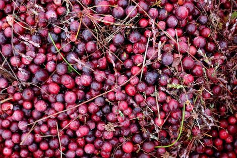 Photo of property in 1218 Old Christchurch Road, Awatuna, Hokitika, 7882