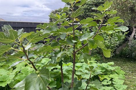 Photo of property in 74 Cambridge Terrace, Waterloo, Lower Hutt, 5011