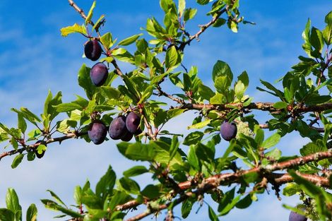 Photo of property in 759 Mount Fyffe Road, Kaikoura Flat, Kaikoura, 7371