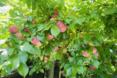 Photo of property in 55 Massey Street, Kawerau, 3127