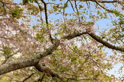 Photo of property in 45 Acornia Close, Ohauiti, Tauranga, 3112