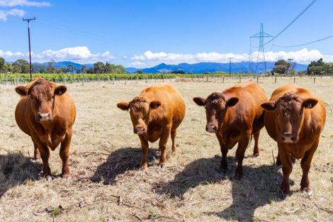 Photo of property in 81 Hardings Road, Riverlands, Blenheim, 7274