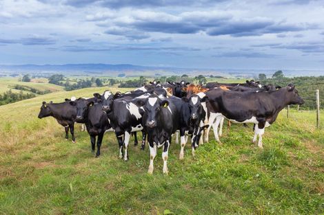 Photo of property in 870 Mangati Road, Puketotara, Te Awamutu, 3876