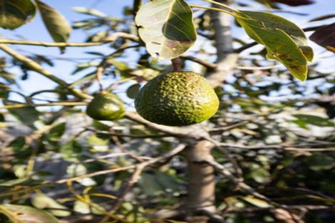 Photo of property in 19 Costello Drive, Ngatea, 3503