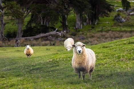 Photo of property in 39 Phillips Road, Dome Forest, Warkworth, 0981