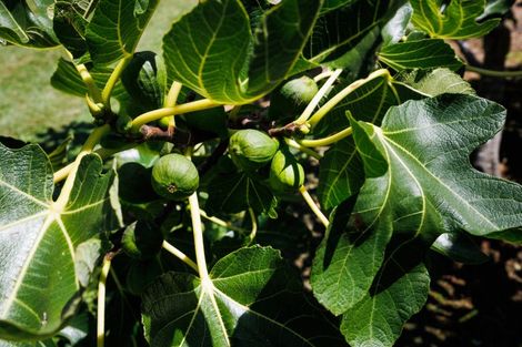 Photo of property in 731 Stoney Creek Road, Bunnythorpe, Palmerston North, 4470