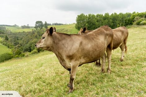 Photo of property in 55b Sagewood Road, Whakamarama, Tauranga, 3180