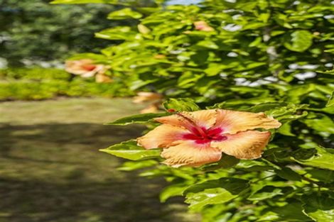 Photo of property in 7 El Dorado Leader, Pauanui, Hikuai, 3579