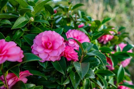 Photo of property in 64 Puriri Park Road, Maunu, Whangarei, 0110