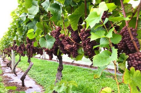 Photo of property in 1469 Motueka Valley Highway, Ngatimoti, Motueka, 7196