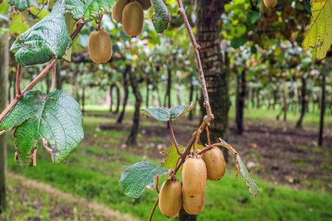 Photo of property in 43 Penmoral Lane, Lower Kaimai, Tauranga, 3171