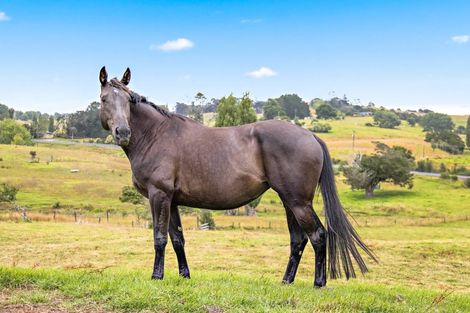 Photo of property in 672 Port Albert Road, Wellsford, 0973