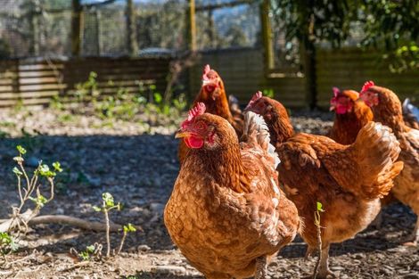 Photo of property in 561 Opouri Road, Rai Valley, 7194