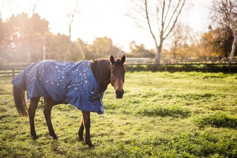 Photo of property in 81 Fuchsia Lane, Tamahere, Hamilton, 3284