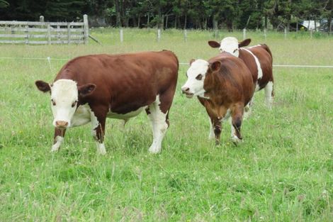 Photo of property in 104 Cd Farm Road, Levin, 5571