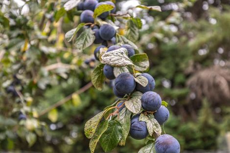 Photo of property in 103 Neudorf Road, Upper Moutere, 7175