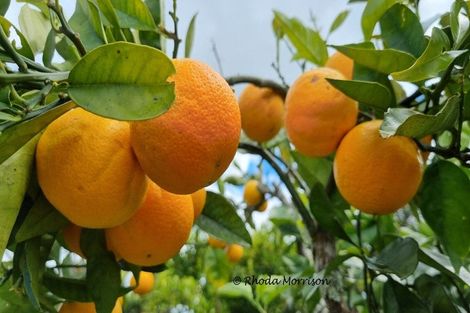 Photo of property in 43 Pahi Road, Paparoa, 0571