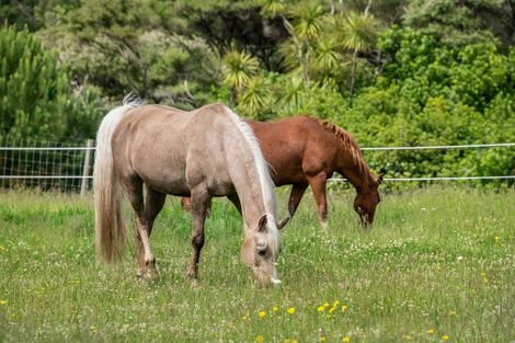 Photo of property in 47 Crosland Road, South Head, Helensville, 0874