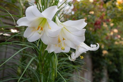 Photo of property in 80a Manawatu Street, Hokowhitu, Palmerston North, 4410