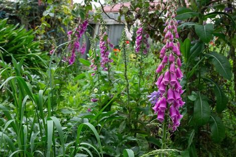 Photo of property in 31 Studholme Street, Temuka, 7920