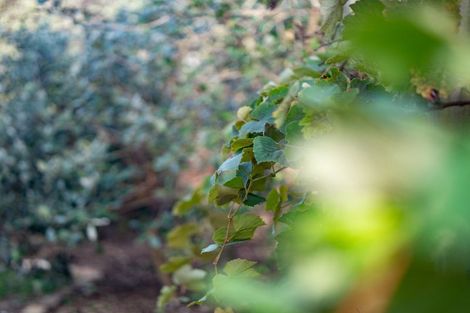 Photo of property in 16b Bradley Place, Nawton, Hamilton, 3200