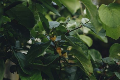 Photo of property in 17 Pekanga Drive, Fox Glacier, 7886