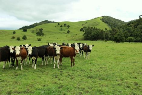 Photo of property in 1008 Tangowahine Valley Road, Tangowahine, Dargaville, 0372
