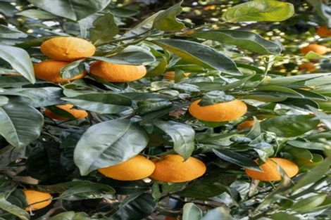 Photo of property in 1 Ruamoana Place, Omokoroa, 3114