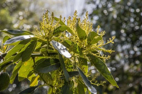 Photo of property in 19 Henry Road, Katikati, 3129