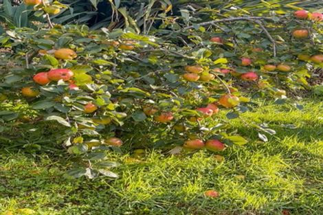 Photo of property in 5 Jessie Street, Maia, Dunedin, 9022