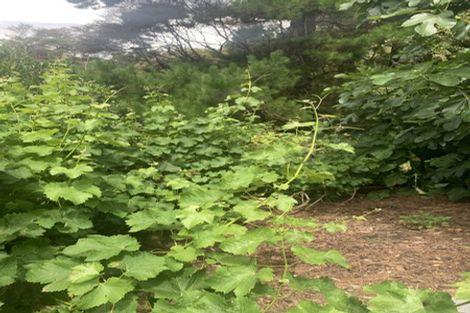 Photo of property in 394 Wairere Road, Waitakere, Henderson, 0782