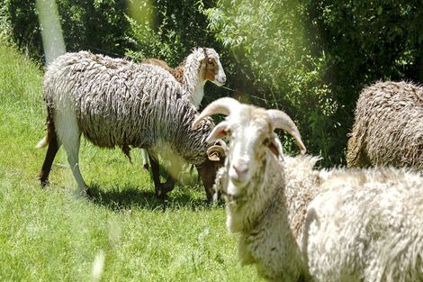 Photo of property in 5 Williams Road South, Pyes Pa, Tauranga, 3173