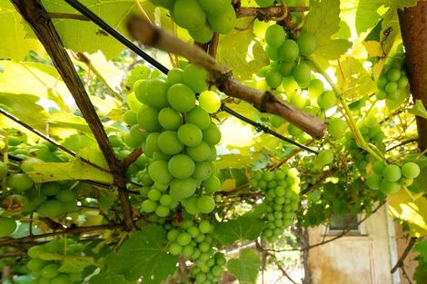 Photo of property in 109 George Street, Hikurangi, 0114