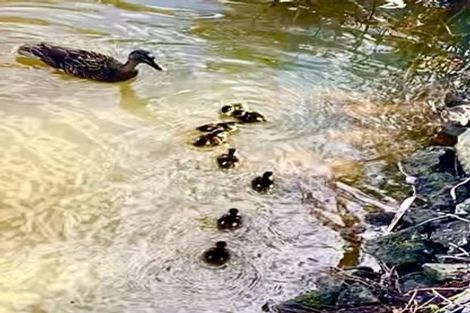 Photo of property in 15 Alderton Drive, Kerikeri, 0230