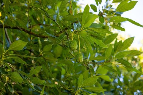 Photo of property in 526d Belk Road, Omanawa, Tauranga, 3171