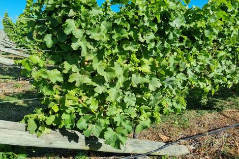 Photo of property in 344 Jones Road, Grovetown, Blenheim, 7273