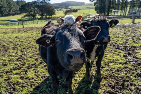 Photo of property in 2717 Tokanui Gorge Road Highway, Tokanui, Invercargill, 9875