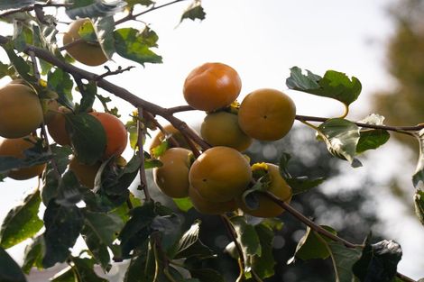 Photo of property in 16b Bradley Place, Nawton, Hamilton, 3200