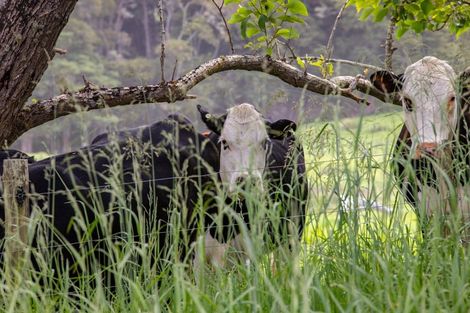 Photo of property in 229 Settlement Road, Kaiwaka, 0573