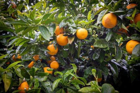 Photo of property in 26 Highcroft Place, Welcome Bay, Tauranga, 3112