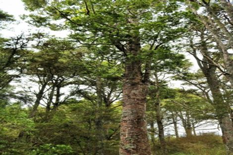 Photo of property in 1008 Tangowahine Valley Road, Tangowahine, Dargaville, 0372